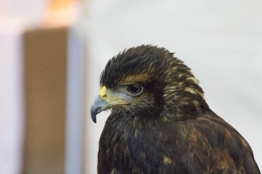 Bir şahinin detaylı görüntüsü..