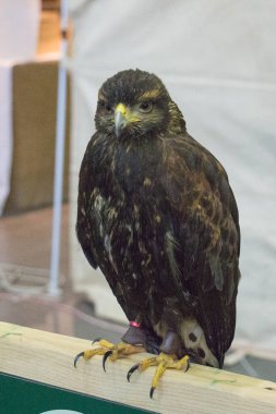 Piacenza, Emilia-Romagna, İtalya 'da her yıl düzenlenen ortaçağ pazarında şahin manzarası.