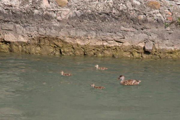 Vista Madre Pato Patos Jóvenes Nadando Lago — Foto de Stock