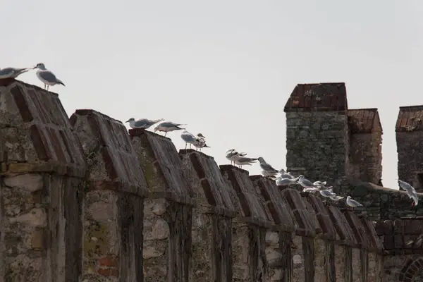 Vista Dei Gabbiani Sulle Mura Fortificate Una Giornata Sole — Foto Stock