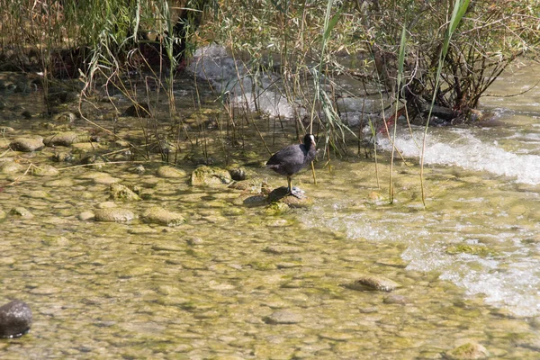 Vista Pássaro Galinha Uma Pedra Borda Água — Fotografia de Stock