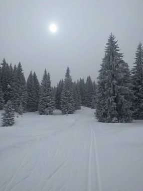 The view of winter landscape with ski snow track between pines in blizzard, Folgaria ski resort, Italy. clipart