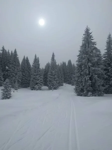 Vista Del Paisaje Invierno Con Pista Esquí Nieve Entre Pinos Fotos de stock