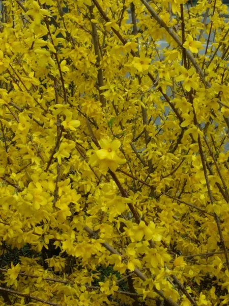 Close View Yellow Shrub Bloom — Stock Photo, Image