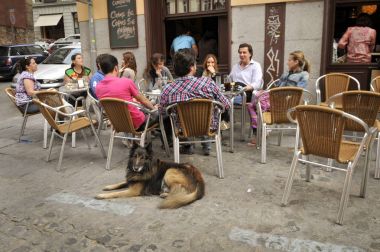  İnsanlar bir köpek ile bir kafede sakin ol,