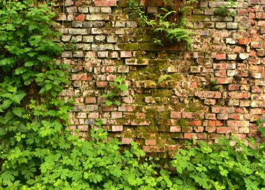 Wall overgrown, ancient brick wall, background, texture, old dilapidated brick wall overgrown with grass clipart