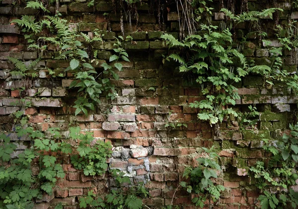 Duvar büyümüş, Antik tuğla duvar, arka plan, doku, çim ile büyümüş eski harap tuğla duvar — Stok fotoğraf