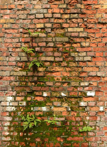 Muro invaso, antico muro di mattoni, sfondo, texture, vecchio muro di mattoni fatiscente ricoperto di erba — Foto Stock