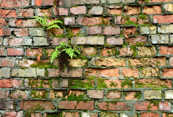 Wall overgrown, ancient brick wall, background, texture, old dilapidated brick wall overgrown with grass