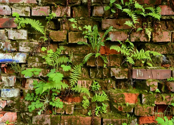 Duvar büyümüş, Antik tuğla duvar, arka plan, doku, çim ile büyümüş eski harap tuğla duvar — Stok fotoğraf