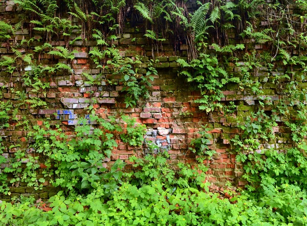 Muur overwoekerd, oude bakstenen muur, achtergrond, textuur, oude bouwvallige muur begroeid met gras — Stockfoto