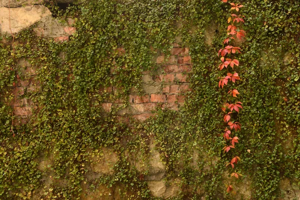 Duvar büyümüş, Antik tuğla duvar, arka plan, doku, çim ile büyümüş eski harap tuğla duvar — Stok fotoğraf