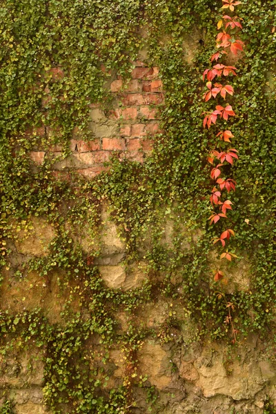 Wall overgrown, ancient brick wall, background, texture, old dilapidated brick wall overgrown with grass