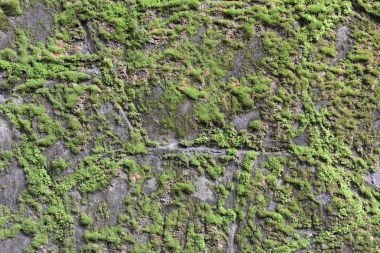 Eski kırık çürüme duvar arka plan yeşil yosun ve küf kaplı