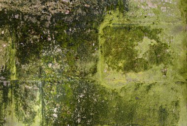 Eski kırık çürüme duvar arka plan yeşil yosun ve küf kaplı