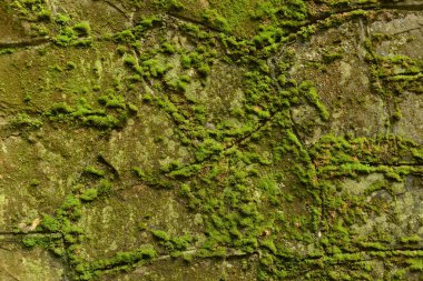 Eski kırık çürüme duvar arka plan yeşil yosun ve küf kaplı