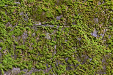Eski kırık çürüme duvar arka plan yeşil yosun ve küf kaplı