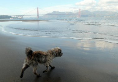 Bir köpek ve Golden Gate Köprüsü, San Francisco
