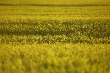 Yeşil tarlalarda buğday bahar. yeşil çim arka plan. 