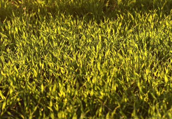 Zelená pole pšenice na jaře. pozadí zelené trávy. — Stock fotografie