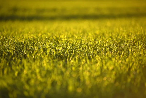 Yeşil tarlalarda buğday bahar. yeşil çim arka plan. — Stok fotoğraf