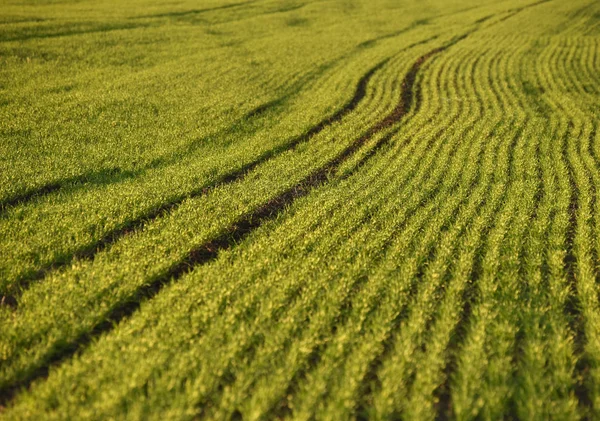 Groene velden van tarwe in het voorjaar. groen gras achtergrond. — Stockfoto