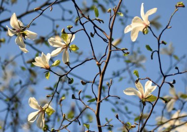  Manolya çiçek beyaz. Beyaz flowe ile çiçeklenme Manolya ağacı