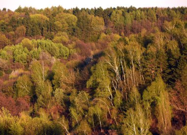 Ormanda ilkbahar. Üstten Görünüm. Orman arka plan