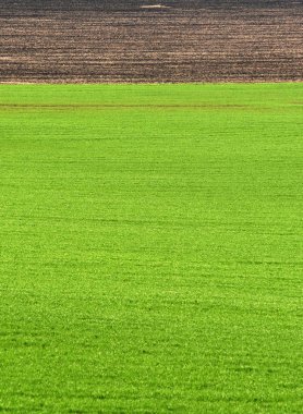 tarım arazisi, sürülmüş tarla, Bahar, tarım, peyzaj, alanları 
