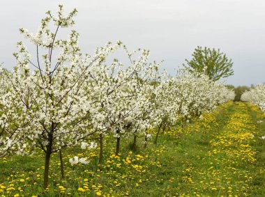 Baharda kirazlar, kiraz Bahçe çiçek