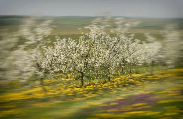 春、花 dande さんの桜の花、果樹園の桜 — ストック写真