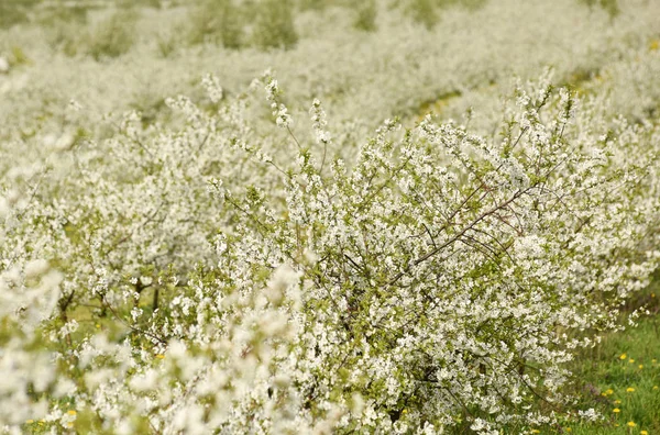 Körsbärsträden i blomning, cherry orchard våren, blommor dande — Stockfoto