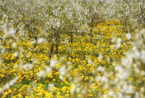 Kirschbäume in Blüte, Kirschgarten im Frühling, Blumen dande — Stockfoto