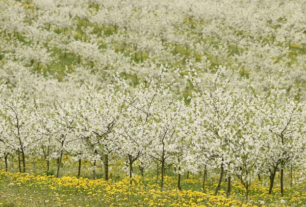 Κερασιές σε άνθος κερασιάς Περιβόλι dande λουλούδια την άνοιξη — Φωτογραφία Αρχείου