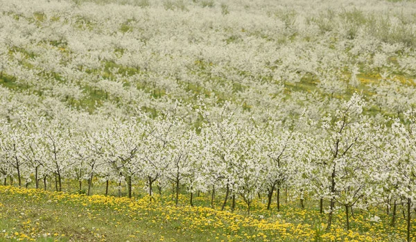 Κερασιές σε άνθος κερασιάς Περιβόλι dande λουλούδια την άνοιξη — Φωτογραφία Αρχείου