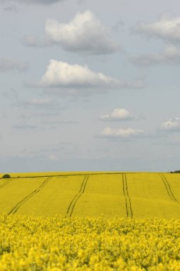 çiçekli tecavüz alan, kolza tohumu ile beyaz bulutlar, kırsal alan