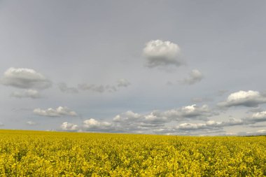 çiçekli tecavüz alan, kolza tohumu ile beyaz bulutlar, kırsal alan