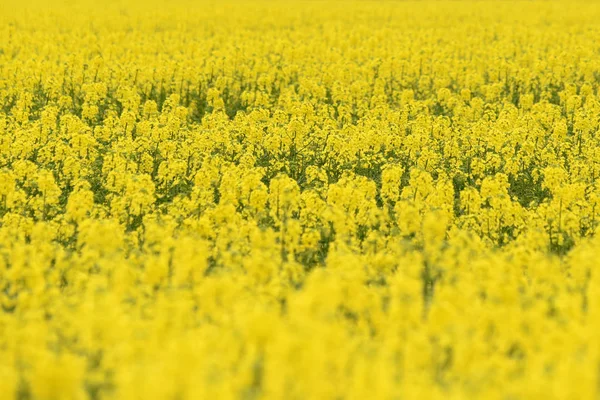 Çiçekli tecavüz alan, alan kolza tohumu, sarı arka plan — Stok fotoğraf