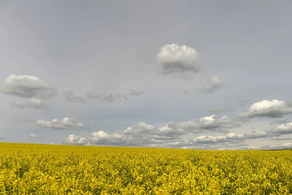 Çiçekli tecavüz alan, kolza tohumu ile beyaz bulutlar, kırsal alan — Stok fotoğraf