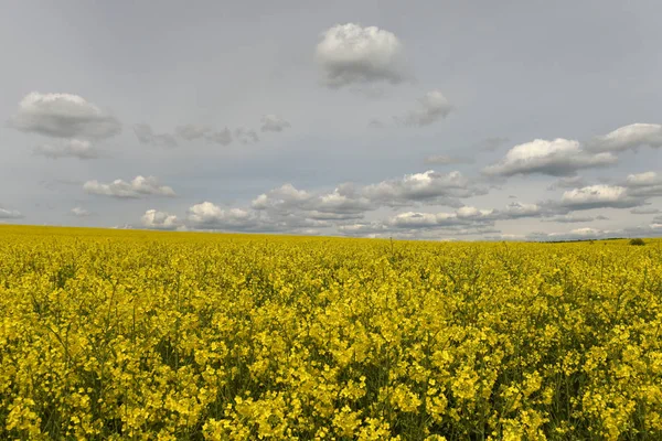 Blommande rapsfält, fältet rapsfrön med vita moln, landsbygdens — Stockfoto