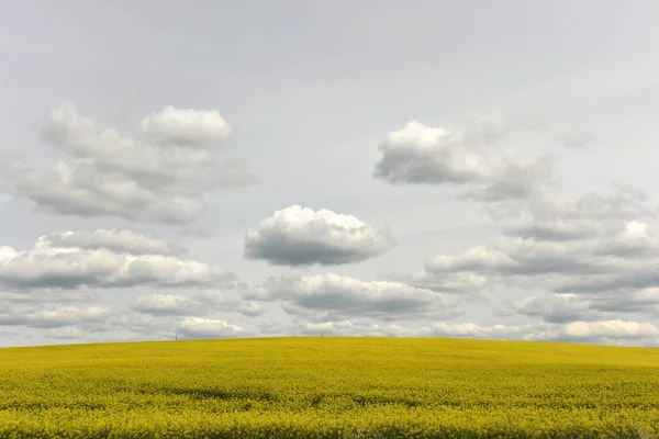 Ανθοφορίας βιασμού πεδίο, πεδίο της ελαιοκράμβης με άσπρα σύννεφα, αγροτικής — Φωτογραφία Αρχείου