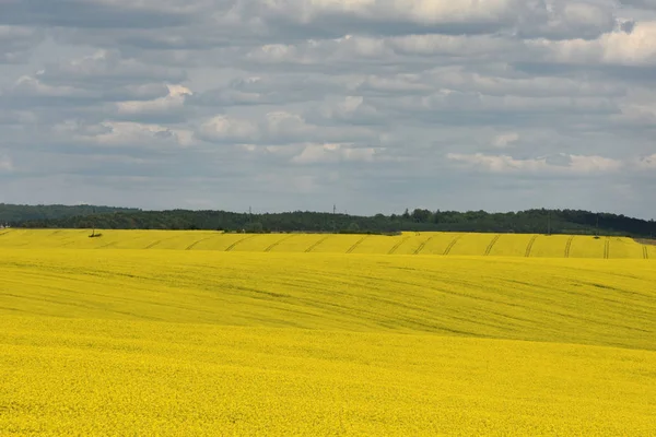 Flowering rape field, field of rapeseed with white clouds, rural — Stock Photo, Image