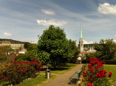 Zürih cityscape Predigerkirche Kilisesi ve gül çiçekler ön planda, İsviçre
