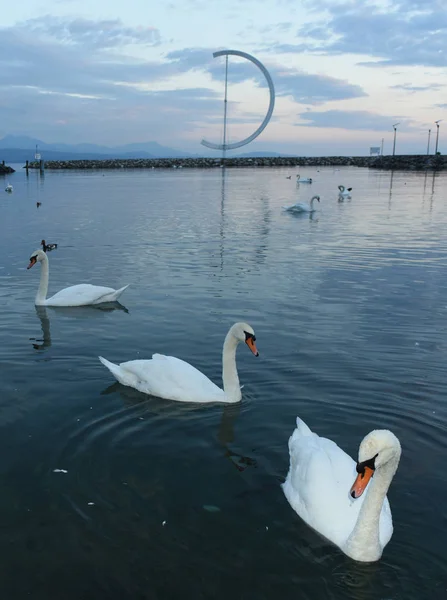 Лебеди на озере Женева в Лозанне, Швейцария