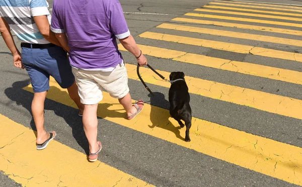 people with a dog on a zebra crossing