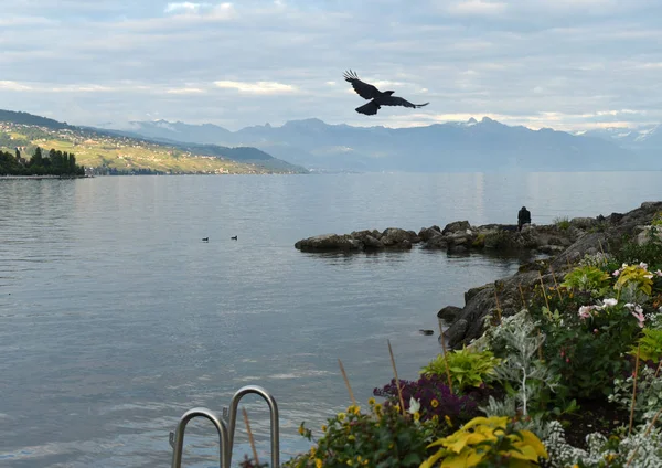 Osamělý muž poblíž Ženevského jezera a crow létání nad jezerem, Laus — Stock fotografie