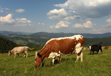 Dağlarda mera üzerinde ineklerin