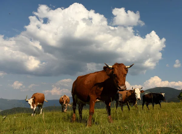 Vacas em pastagens nas montanhas — Fotografia de Stock