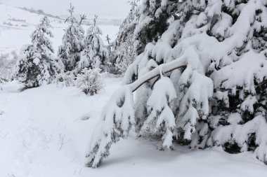 Ağaçlar kar kaplı. Noel ağaçları beyaz karla kaplı. Sağa sola
