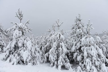 Ağaçlar kar kaplı. Noel ağaçları beyaz karla kaplı. Sağa sola